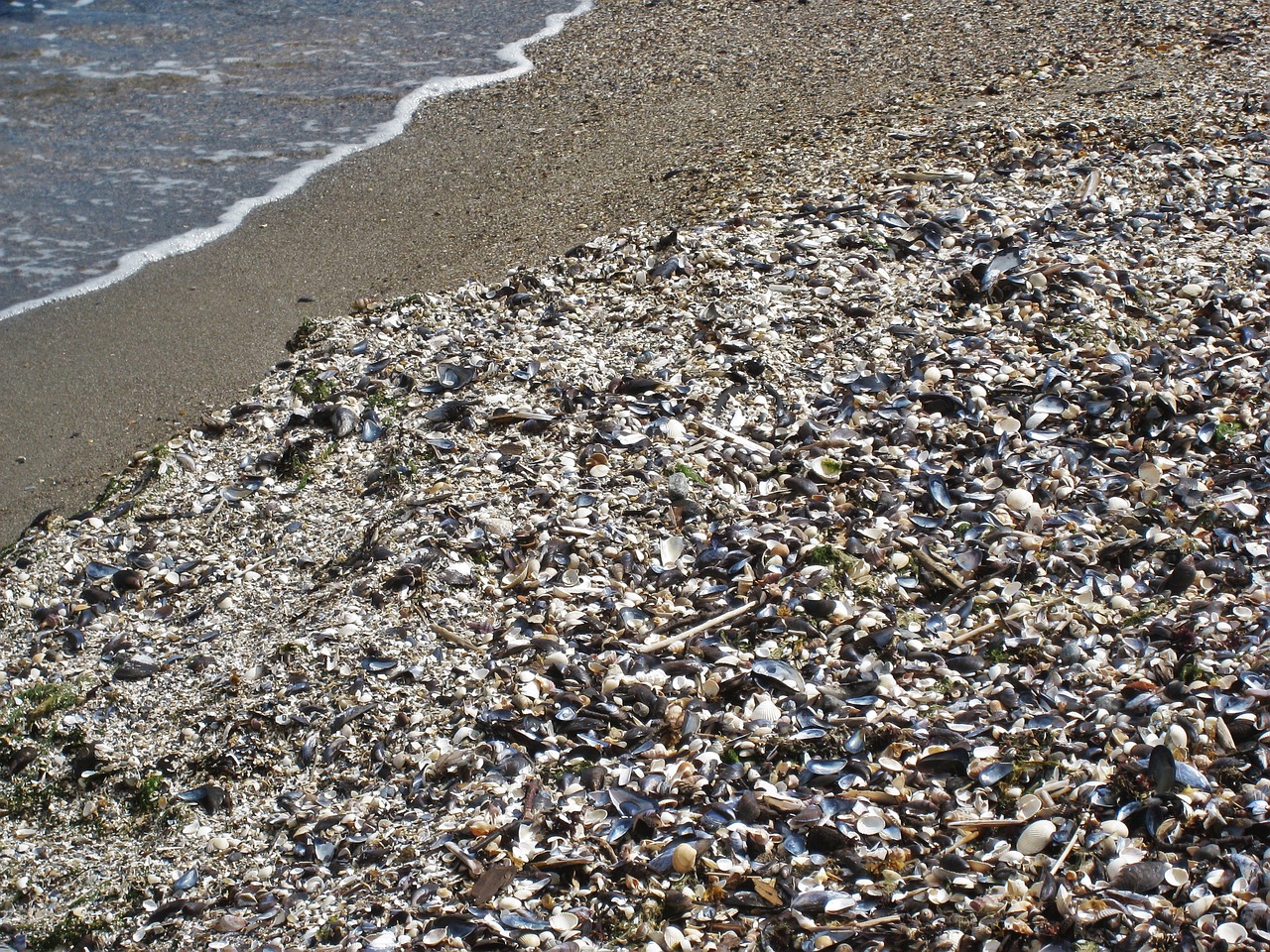 CONCHIGLIE E VONGOLE OVVERO LA BANALITÀ DELLA VIOLENZA